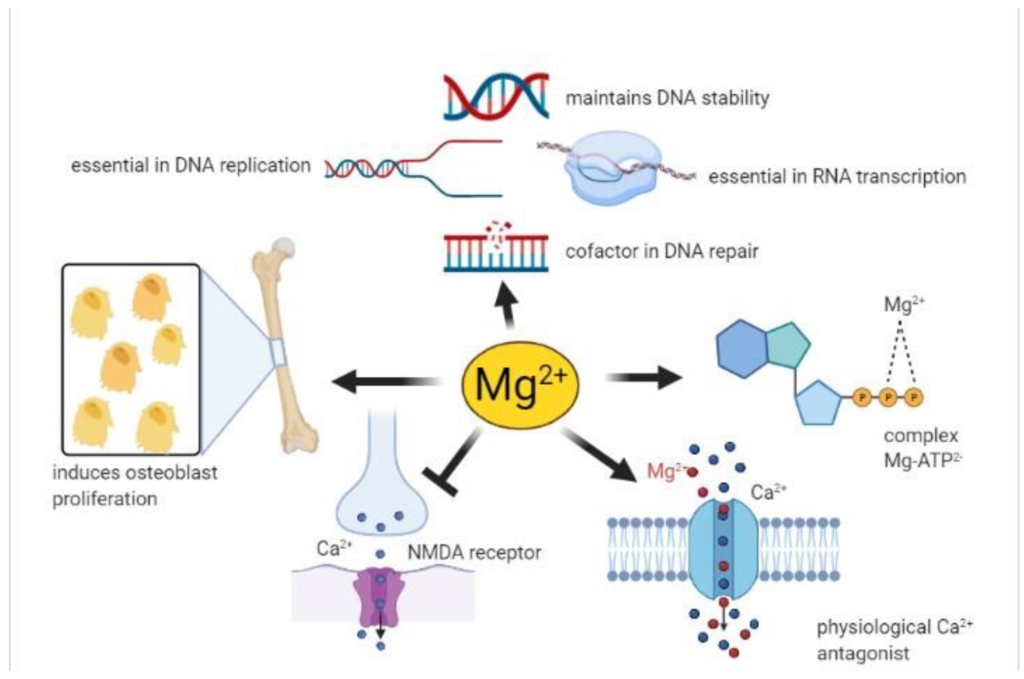 Některé účinky magnesia v lidském těle (Fiorentini et al., 2021)